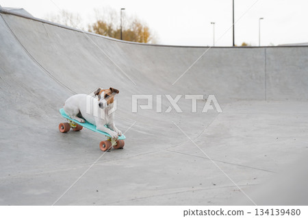 A Jack Russell Terrier rides a penny board at a skate park. 134139480