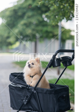 Cute spitz dog in pet stroller outdoors. Cute spitz dog in pet stroller outdoors. 134139487
