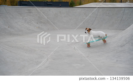 A Jack Russell Terrier rides a penny board at a skate park. A Jack Russell Terrier rides a penny board at a skate park. 134139506
