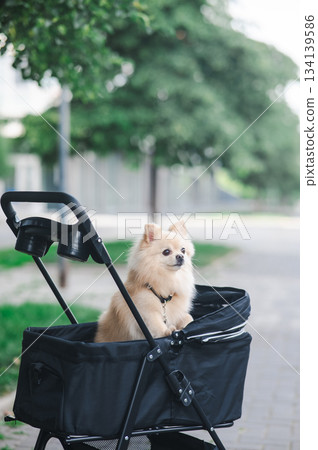 Cute spitz dog in pet stroller outdoors. Cute spitz dog in pet stroller outdoors. 134139586