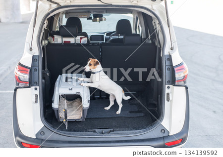 Jack Russell Terrier Dog in Travel Carrier in Car Trunk.  134139592