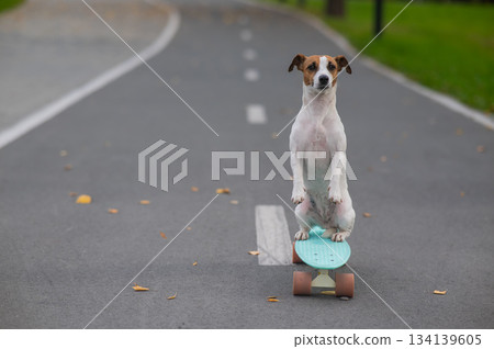 A Jack Russell Terrier rides a penny board in an autumn park. A Jack Russell Terrier rides a penny board in an autumn park. 134139605