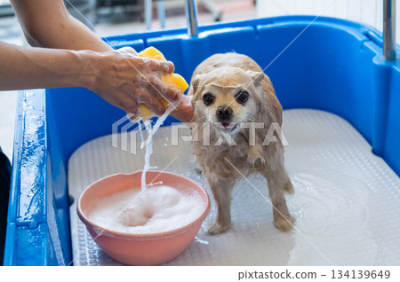 Cute Pomeranian at the grooming. Dog in the shower. Cute Pomeranian at the grooming. Dog in the shower. 134139649