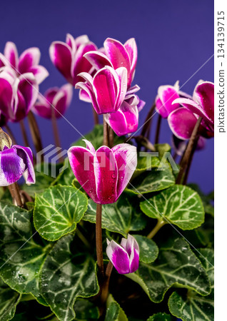 Vibrant Magenta and White Cyclamen Flowers Against Deep Blue Background Vibrant Magenta and White Cyclamen Flowers Against Deep Blue Background 134139715