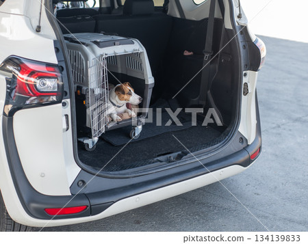 Jack Russell Terrier Dog in Travel Carrier in Car Trunk.  134139833