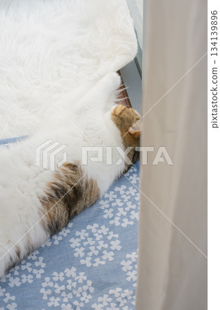 winter holiday and cat concept with british cat wear silk scarf and play with pine and christmas tree decorate background 134139896