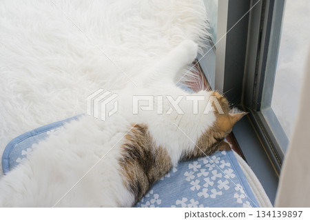 winter holiday and cat concept with british cat wear silk scarf and play with pine and christmas tree decorate background 134139897