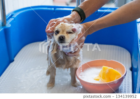 Cute Pomeranian at the grooming. Dog in the shower.  134139952