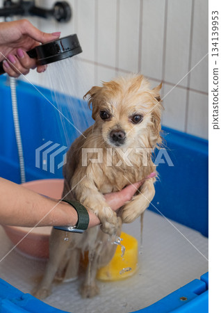 Cute Pomeranian at the grooming. Dog in the shower.  134139953