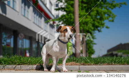 Adorable Dog with Waste Bag Ready for a Walk. Adorable Dog with Waste Bag Ready for a Walk. 134140276