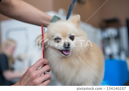 A Pomeranian is combed in a grooming salon. 134140287