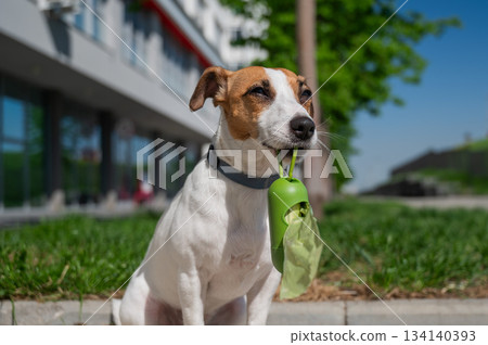 Adorable Dog with Waste Bag Ready for a Walk. Adorable Dog with Waste Bag Ready for a Walk. 134140393