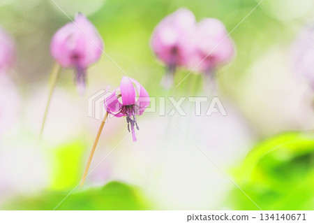 Katakuri花 134140671