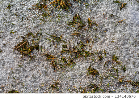 Grass peeking through melting snow in a winter landscape showcasing the transition to spring in a natural setting 134140676