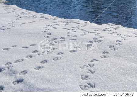 Bird footprints are visible in fresh snow along the edge of a calm river on a sunny winter day Bird footprints are visible in fresh snow along the edge of a calm river on a sunny winter day 134140678