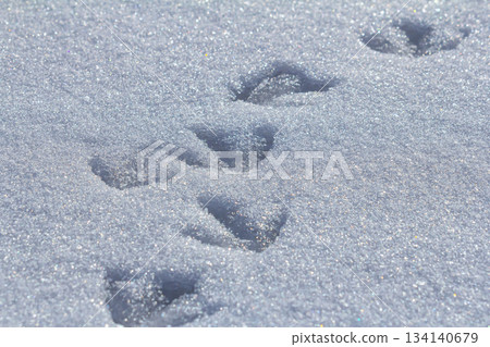 Track marks of wildlife in freshly fallen snow showcasing nature's hidden activities during winter 134140679