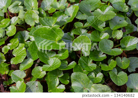 Lush green ground cover featuring dense leaves during a sunny day in a natural outdoor environment Lush green ground cover featuring dense leaves during a sunny day in a natural outdoor environment 134140682