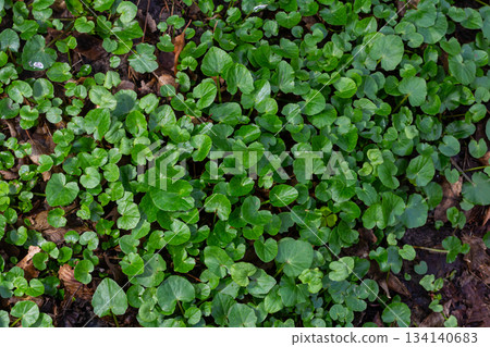 Lush green ground cover showcasing vibrant leaves with varied sizes in a tranquil natural setting during daytime Lush green ground cover showcasing vibrant leaves with varied sizes in a tranquil natural setting during daytime 134140683