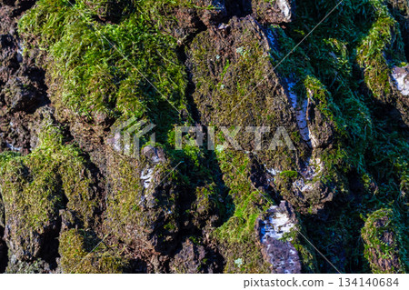 Moss-covered rocks in sunlight showcasing detailed texture and vibrant greenery during a serene outdoor setting Moss-covered rocks in sunlight showcasing detailed texture and vibrant greenery during a serene outdoor setting 134140684