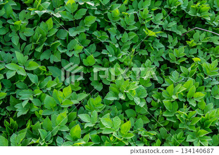 Vibrant green foliage covers the ground providing a lush natural carpet in a forest setting under bright daylight Vibrant green foliage covers the ground providing a lush natural carpet in a forest setting under bright daylight 134140687