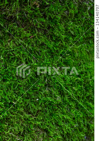 Lush green moss covering the ground in a serene forest setting during a bright day in spring 134140707