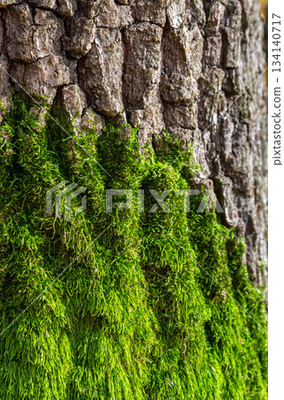 Lush green moss covers the rough bark of a tree creating a vibrant contrast in a serene natural setting during daylight hours Lush green moss covers the rough bark of a tree creating a vibrant contrast in a serene natural setting during daylight hours 134140717