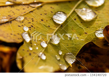 Raindrops glisten on a yellow leaf showcasing nature's beauty after a refreshing rainfall in the early morning light 134140720