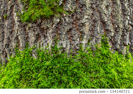 Moss growing on the rough bark of a tree in a forest during daylight showcasing the beauty of nature and the symbiotic relationship between plants Moss growing on the rough bark of a tree in a forest during daylight showcasing the beauty of nature and the symbiotic relationship between plants 134140721