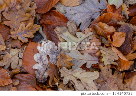 Colorful autumn leaves cover the forest floor creating a natural carpet in serene woodland surroundings during a chilly fall day 134140722