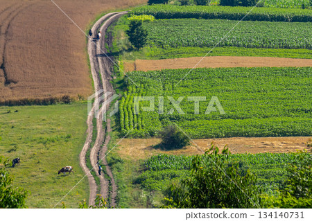 Scenic view of a winding dirt road through lush fields with grazing cows under a bright sky 134140731