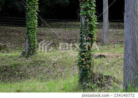 Well-maintained cedar forest Well-maintained cedar forest 134140772