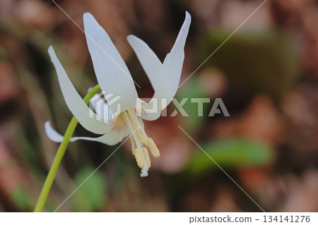 白花花花 白花花花 134141276