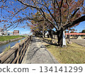 位於愛知縣北名古屋市愛瀨川沿岸的甲津山公園 134141299