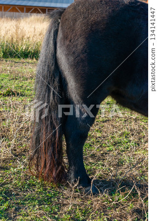 Detail of Shetland pony on pasture 134141447