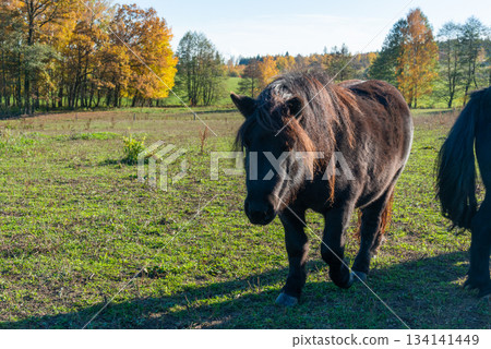 Pony horses grazing on a pasture 134141449