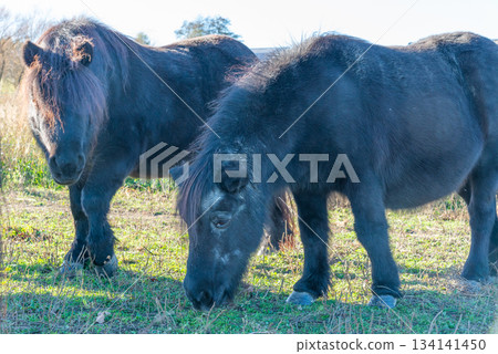 Pony horses grazing on a pasture 134141450