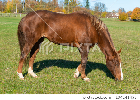 Single horse grazing on a pasture 134141453