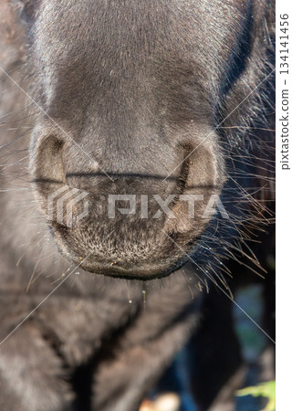 Detail of Shetland pony on pasture 134141456