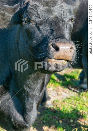 Detail of snout of black cow 134141463