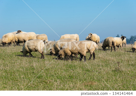 Herd of sheep grazing on pasture 134141464