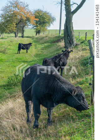 Single black meat cattle grazing on pasture 134141468