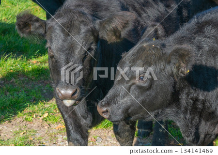 Potrait of black cow on pasture Potrait of black cow on pasture 134141469