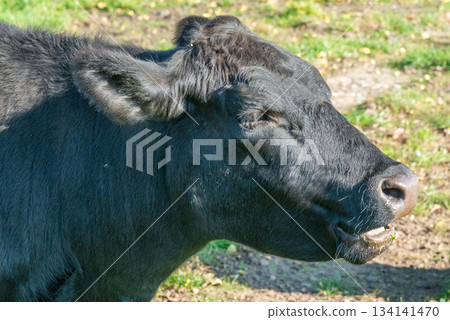 Potrait of black cow on pasture Potrait of black cow on pasture 134141470