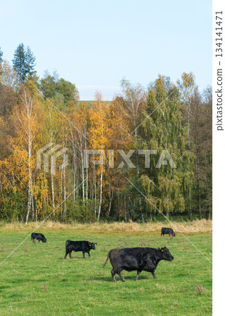 A herd of black cattle on green outdoor pasture A herd of black cattle on green outdoor pasture 134141471