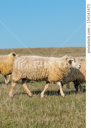Herd of sheep grazing on pasture 134141473