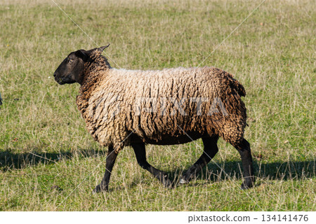 Single sheep standing on pasture 134141476