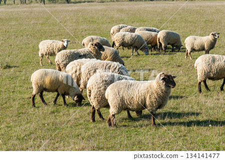 Herd of sheep grazing on pasture Herd of sheep grazing on pasture 134141477