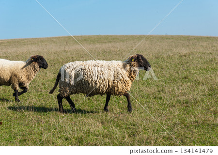 Herd of sheep grazing on pasture 134141479