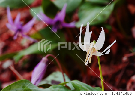 白花花花 134141496