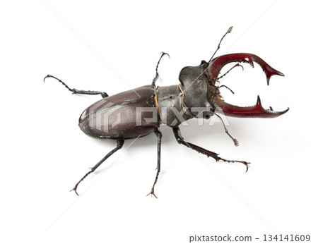 Stag beetle isolated on white Stag beetle isolated on white 134141609